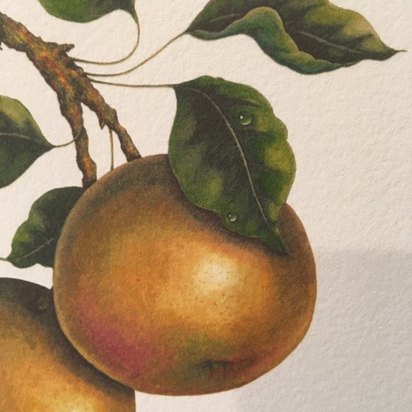 NYISSEKI Asian Pear small Giclee print - Picture 4 of 5